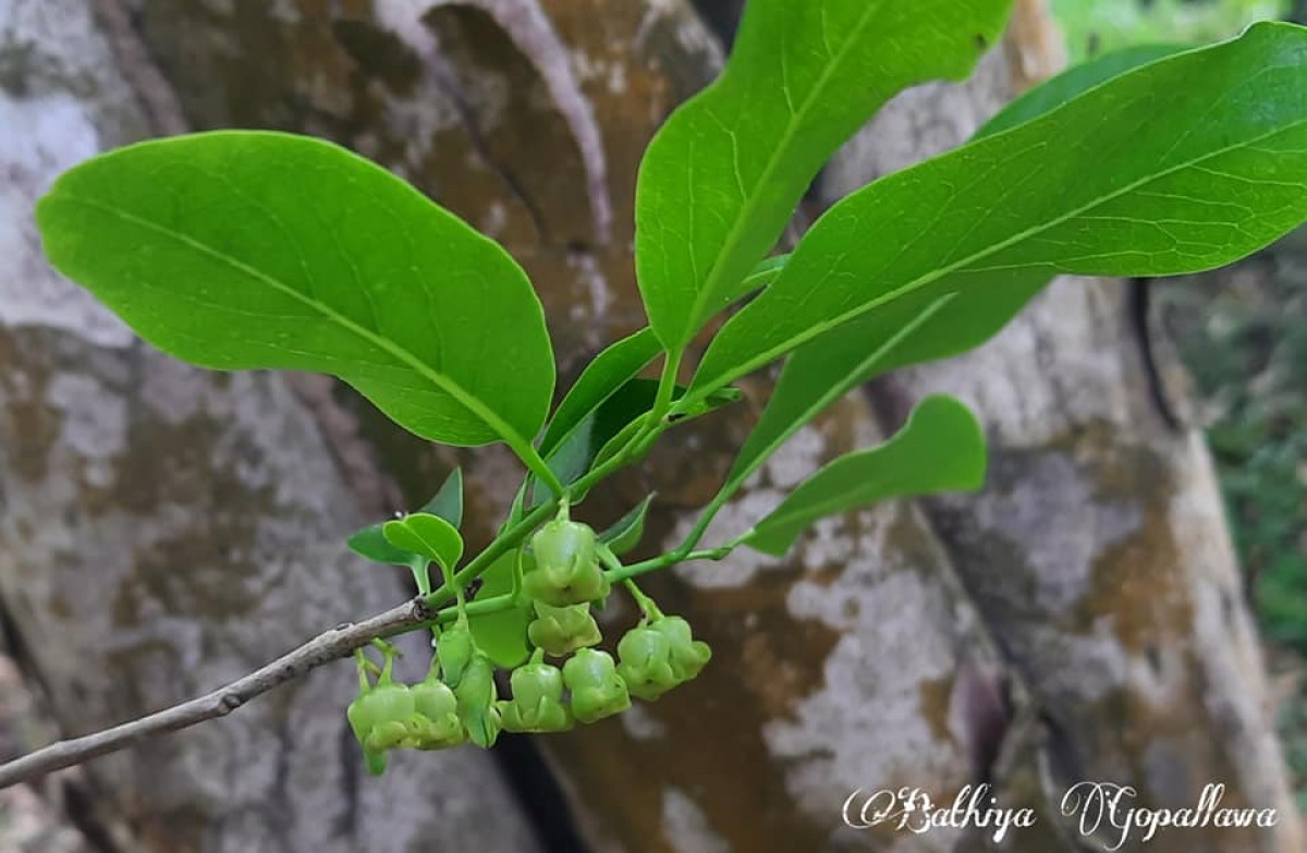 Diospyros montana Roxb.